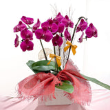 Tall Orchid Arrangement - Aromatears flower Orchid