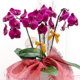Tall Orchid Arrangement - Aromatears flower Orchid