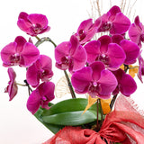 Tall Orchid Arrangement - Aromatears flower Orchid