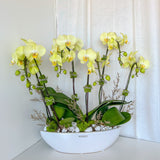 Tall Orchid Arrangement - Aromatears flower Orchid