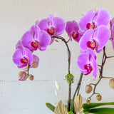 Tall Orchid Arrangement - Aromatears flower Orchid