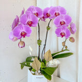 Tall Orchid Arrangement - Aromatears flower Orchid