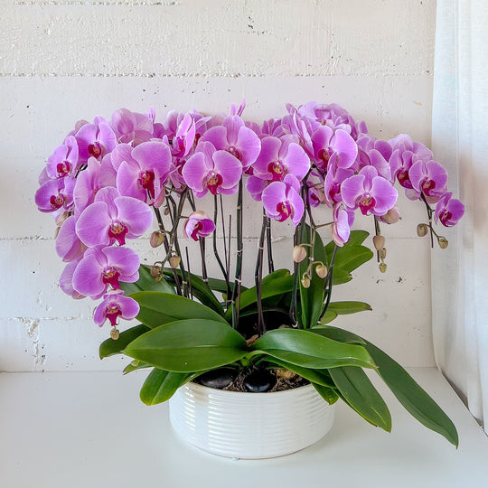 (Unavailable for website, walkin please) Tall Orchid Round Arrangement