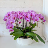 (Unavailable Feb 6 - 14th) Tall Orchid Round Arrangement - Aromatears flower Fresh flowers