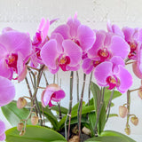 (Unavailable Feb 6 - 14th) Tall Orchid Round Arrangement - Aromatears flower Fresh flowers