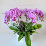 (Unavailable Feb 6 - 14th) Tall Orchid Round Arrangement - Aromatears flower Fresh flowers
