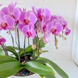 (Unavailable Feb 6 - 14th) Tall Orchid Round Arrangement - Aromatears flower Fresh flowers
