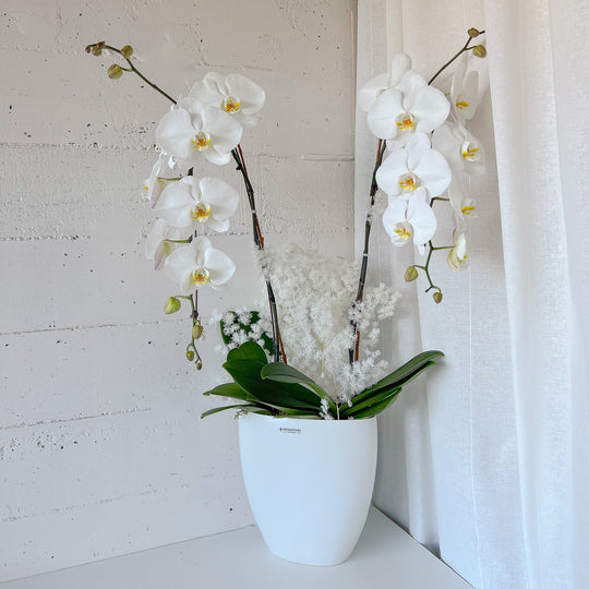 (Unavailable for website, walkin please) Tall Vase Potted Orchid Plant