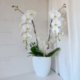 (Unavailable Feb 6 - 14th) Tall Vase Potted Orchid Plant - Aromatears flower Fresh flowers