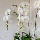 (Unavailable Feb 6 - 14th) Tall Vase Potted Orchid Plant - Aromatears flower Fresh flowers