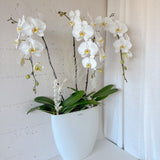 (Unavailable Feb 6 - 14th) Tall Vase Potted Orchid Plant - Aromatears flower Fresh flowers