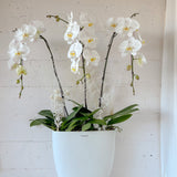 (Unavailable Feb 6 - 14th) Tall Vase Potted Orchid Plant - Aromatears flower Fresh flowers