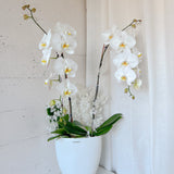 (Unavailable Feb 6 - 14th) Tall Vase Potted Orchid Plant - Aromatears flower Fresh flowers