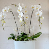 (Unavailable Feb 6 - 14th) Tall Vase Potted Orchid Plant - Aromatears flower Fresh flowers