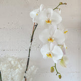 (Unavailable Feb 6 - 14th) Tall Vase Potted Orchid Plant - Aromatears flower Fresh flowers