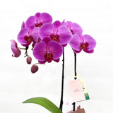 (Unavailable for website, walkin please) Gift Wrapping Orchid Plant - Aromatears flowerOrchid