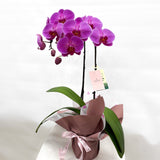 (Unavailable for website, walkin please) Gift Wrapping Orchid Plant - Aromatears flowerOrchid