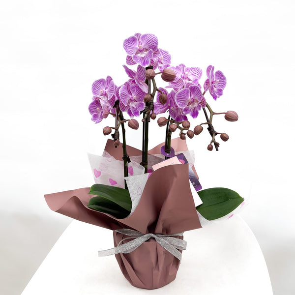 (Unavailable for website, walkin please) Gift Wrapping Orchid Plant - Aromatears flowerOrchid