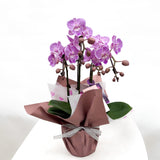 (Unavailable for website, walkin please) Gift Wrapping Orchid Plant - Aromatears flowerOrchid