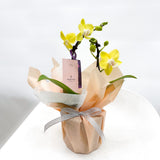 (Unavailable for website, walkin please) Gift Wrapping Orchid Plant - Aromatears flowerOrchid