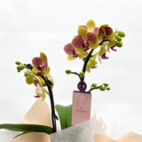 (Unavailable for website, walkin please) Gift Wrapping Orchid Plant - Aromatears flowerOrchid