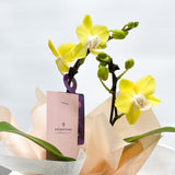 (Unavailable for website, walkin please) Gift Wrapping Orchid Plant - Aromatears flowerOrchid