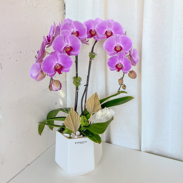 (Unavailable for website, walkin please) Tall Orchid Arrangement - Aromatears flowerOrchid