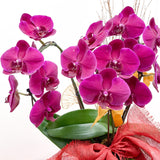 (Unavailable for website, walkin please) Tall Orchid Arrangement - Aromatears flowerOrchid