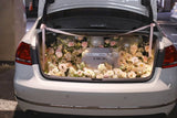 Deluxe Trunk Arrangement