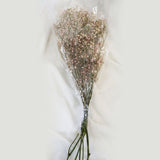 Preserved Baby Breath Bundle