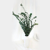 Preserved Eucalyptus Bundle