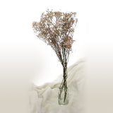 Preserved Baby Breath Bundle