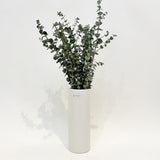 Eucalyptus