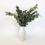Eucalyptus
