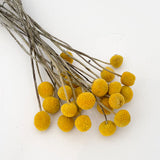 Golden Ball - Natural