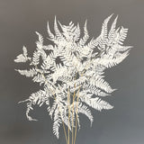 Mini Fern - White